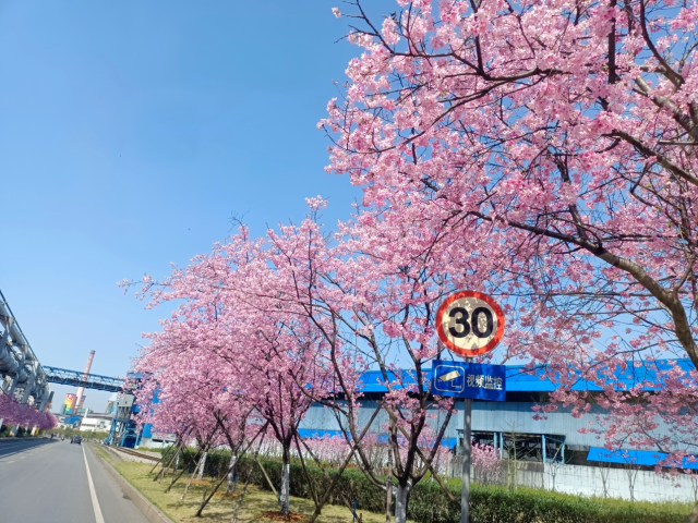 今年3月,韶钢厂区内韶钢大道上盛放的‘广州’樱 今年3月,韶钢厂区内韶钢大道上盛放的‘广州’樱
