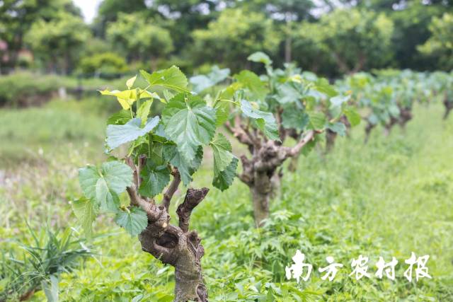 西樵山下，寻路农遗_南方网