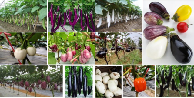 谢大森：科学施肥、营养防病是可持续种植妙招