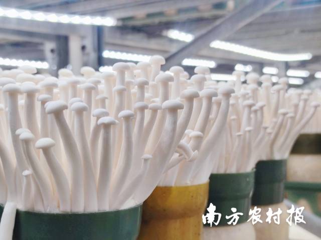 星河生物生产的白玉菇即将进入大湾区市场。林晓岚/摄 星河生物生产的白玉菇即将进入大湾区市场。林晓岚/摄