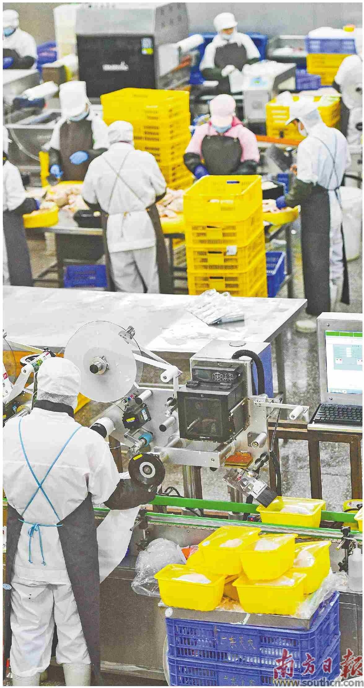 目前，天农集团麻鸡屠宰场产能为10万只/天，年屠宰量最高可达4500万只，产品已远销全国20多个省份。