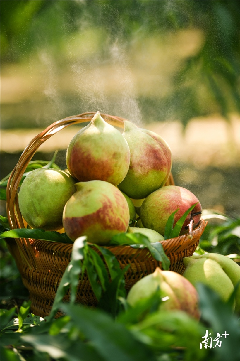 福星鹰嘴桃园种植的是天然富硒鹰嘴桃，可谓桃中“珍品”。曾亮超 摄