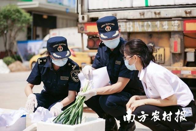 海关对韶关出口农产品进行现场检验 海关对韶关出口农产品进行现场检验