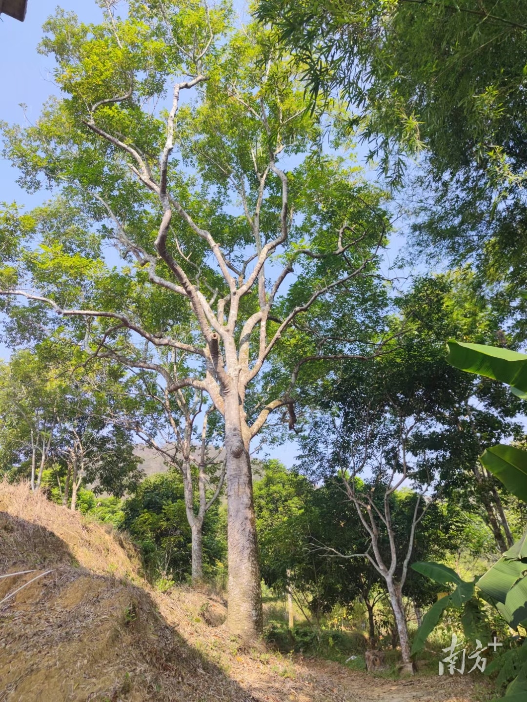 目前横桥村种植乌榄面积有800亩以上,榄树有24万棵以上