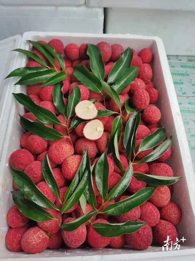 打包好的流溪红荔。 打包好的流溪红荔。