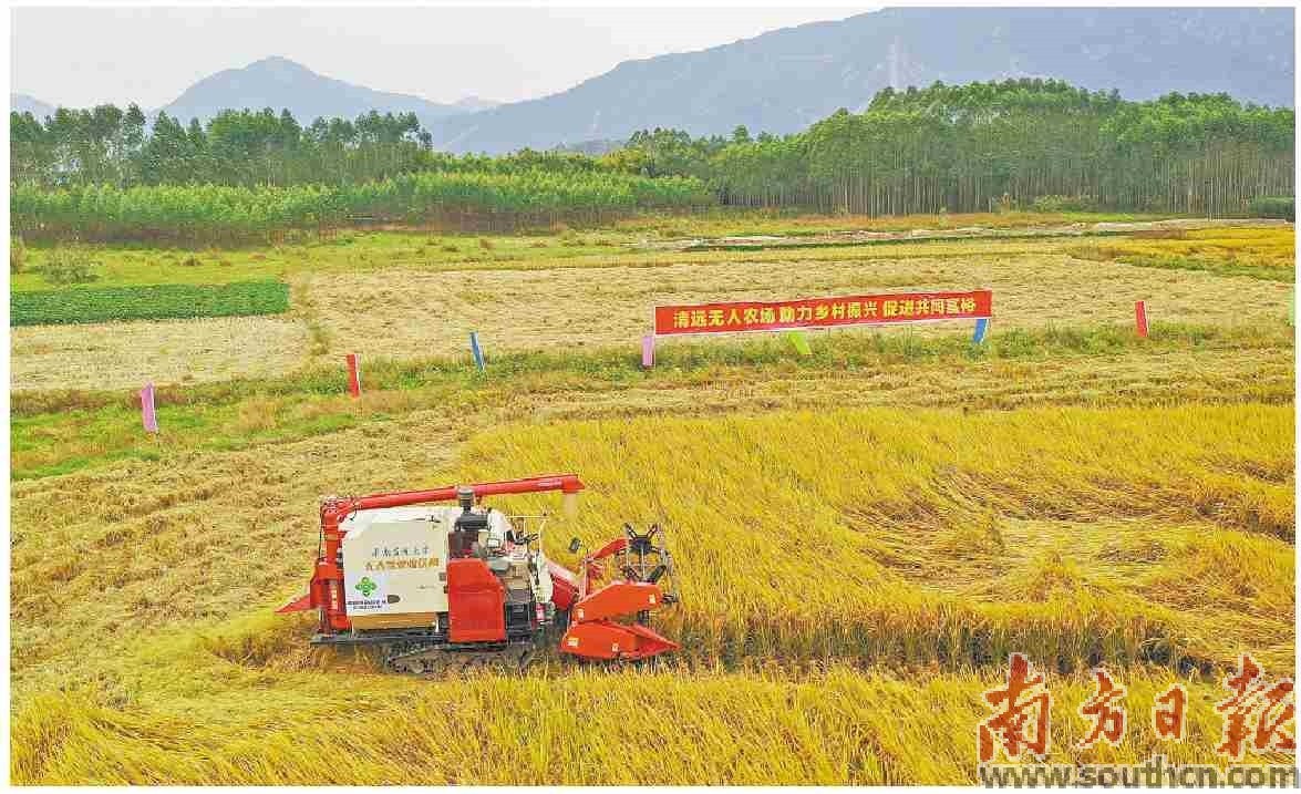 早前，经华南农业大学罗锡文院士团队全过程提供技术服务支持，清远市在江埗村打造了“花稻花”无人农场示范基地。