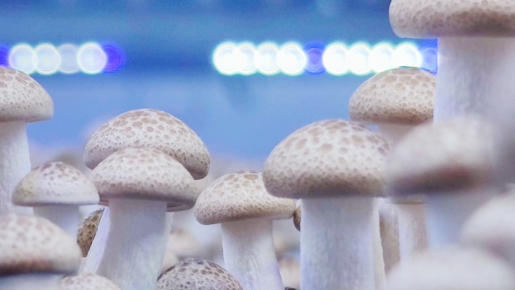 稳经济大盘，促农贸出口，广东韶关“菇”足干劲在行动！