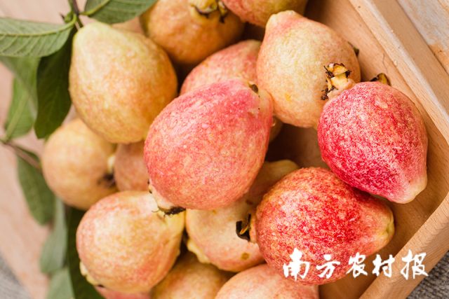 色如胭脂的胭脂红番石榴 色如胭脂的胭脂红番石榴