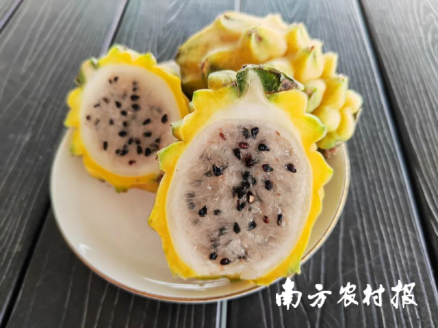 来自厄瓜多尔的一种火龙果 来自厄瓜多尔的一种火龙果