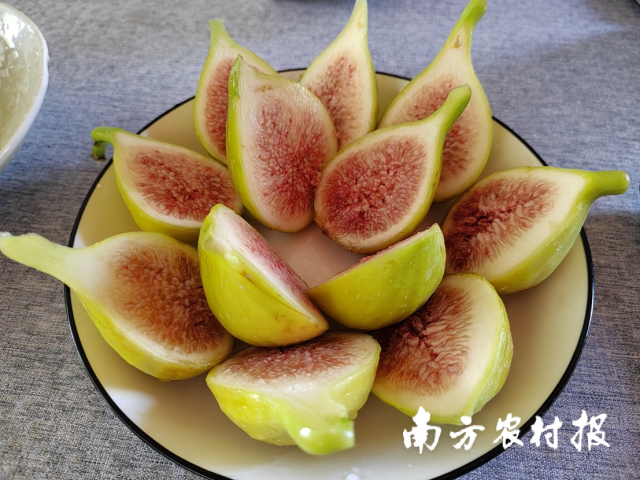 水中珊瑚般的肉瓤 水中珊瑚般的肉瓤
