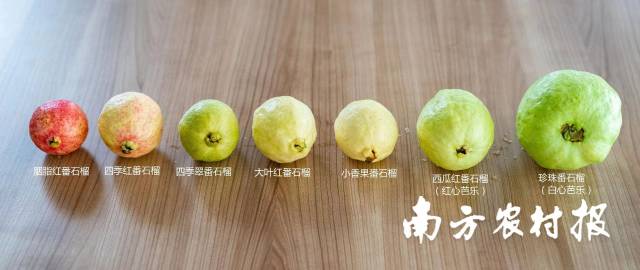 你认识几种番石榴? 你认识几种番石榴?
