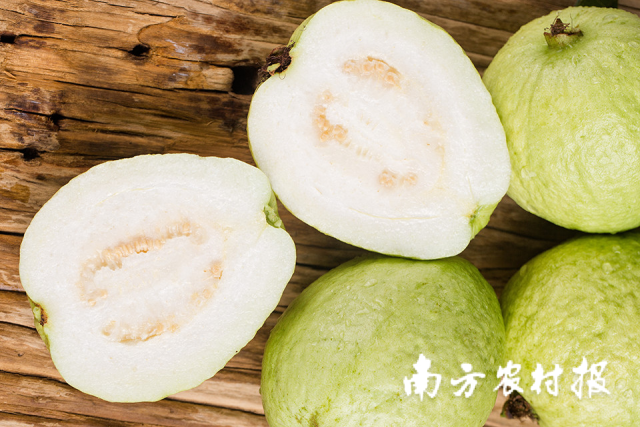 切开就可用来表白的白珍珠番石榴 切开就可用来表白的白珍珠番石榴