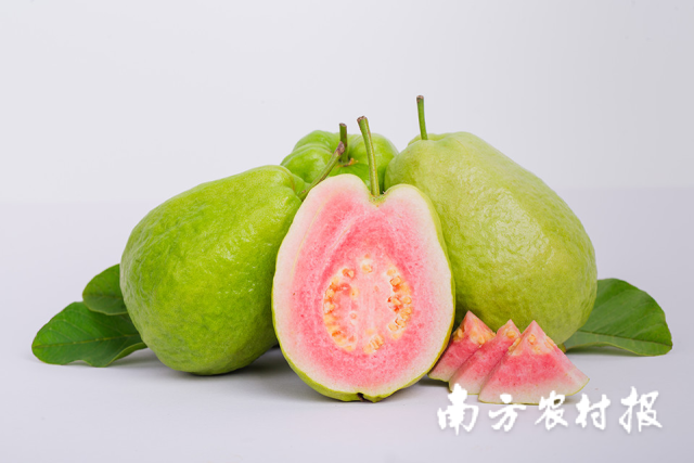 果肉颜色超清新的红珍珠番石榴 果肉颜色超清新的红珍珠番石榴