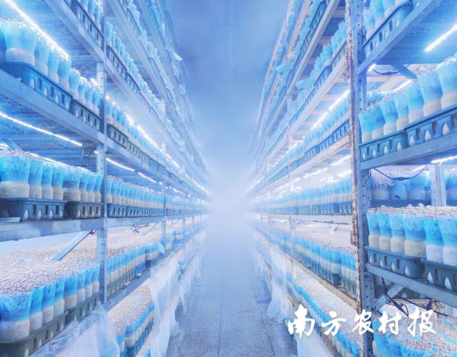 真姬菇栽培车间 林晓岚/摄 真姬菇栽培车间 林晓岚/摄