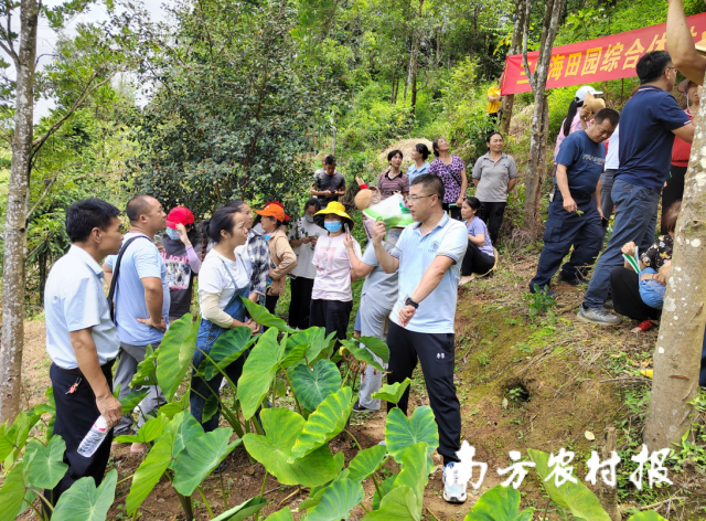 华南农业大学国家科技特派团深入广西三县市开展技术帮扶