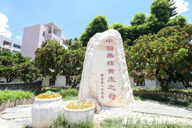 “中国无核黄皮母树”。 “中国无核黄皮母树”。