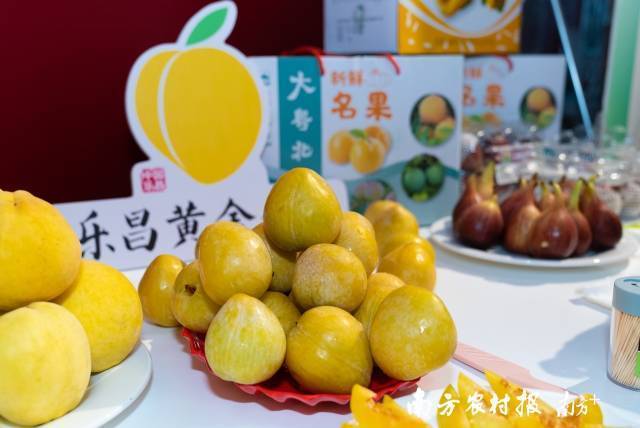 乐昌黄金柰李。 乐昌黄金柰李。