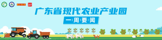 大国粮策，南粤夏收！全省9个丝苗米产业园开启慢直播