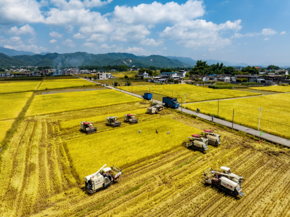 精操作、比技能、展风采！机收比武助蕉岭夏粮颗粒归仓