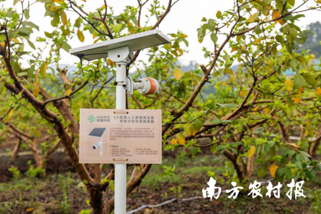 “榴香园”番石榴产业示范园内智能化系统 “榴香园”番石榴产业示范园内智能化系统