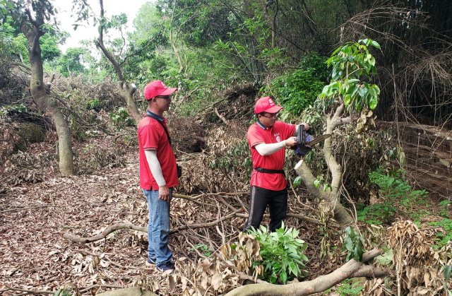 廖文宽（右）示范荔枝高接技术