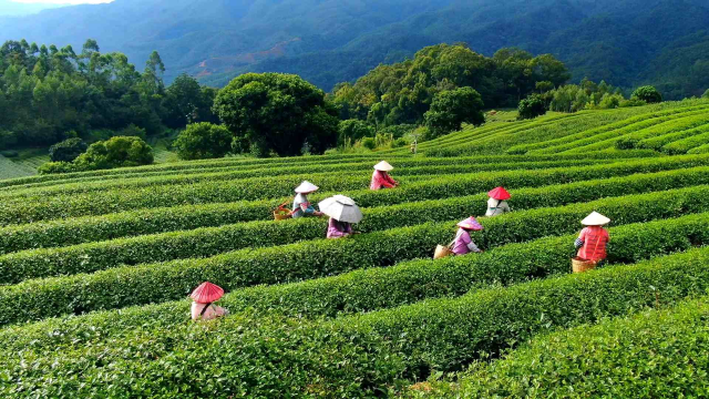 大沙茶茶园。 大沙茶茶园。