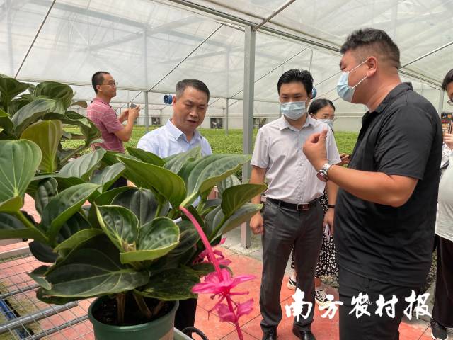 在广州市绿宝轩园艺有限公司调研花卉新品种市场销售情况。南方农村报 杨吉龙 拍摄
