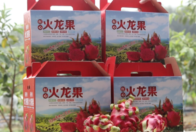 马冈火龙果。 马冈火龙果。