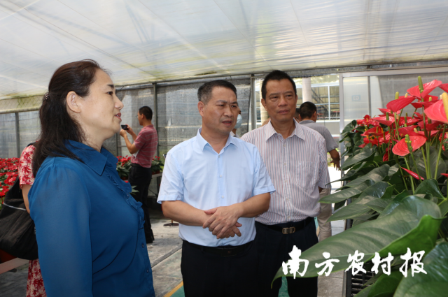 目前，广州花卉研究中心的红掌种苗占全国红掌国产种苗总供应量的1/8。南方农村报 杨吉龙 拍摄  
