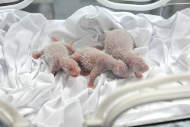 全球唯一存活的大熊猫三胞胎8岁了