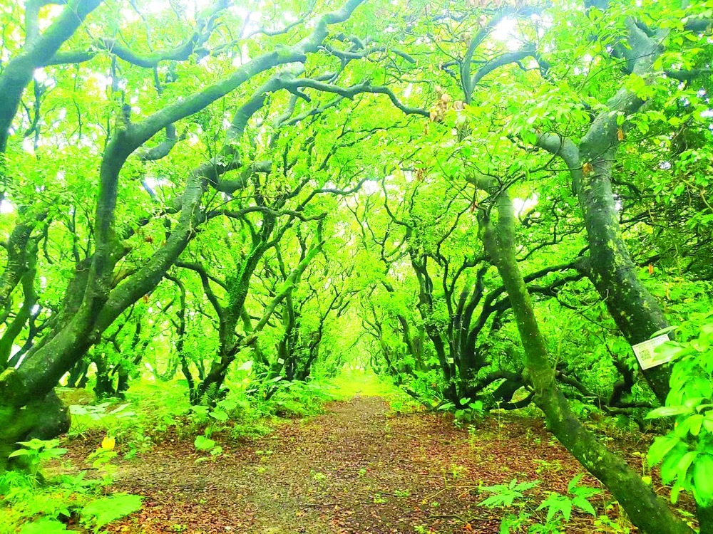 “乾隆荔枝林”古荔枝树树冠碧绿如盖。