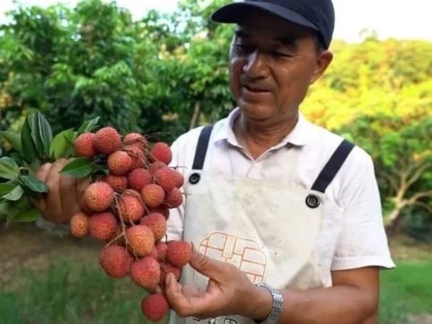 古树下的荔枝趣 催生农旅新“玩法”