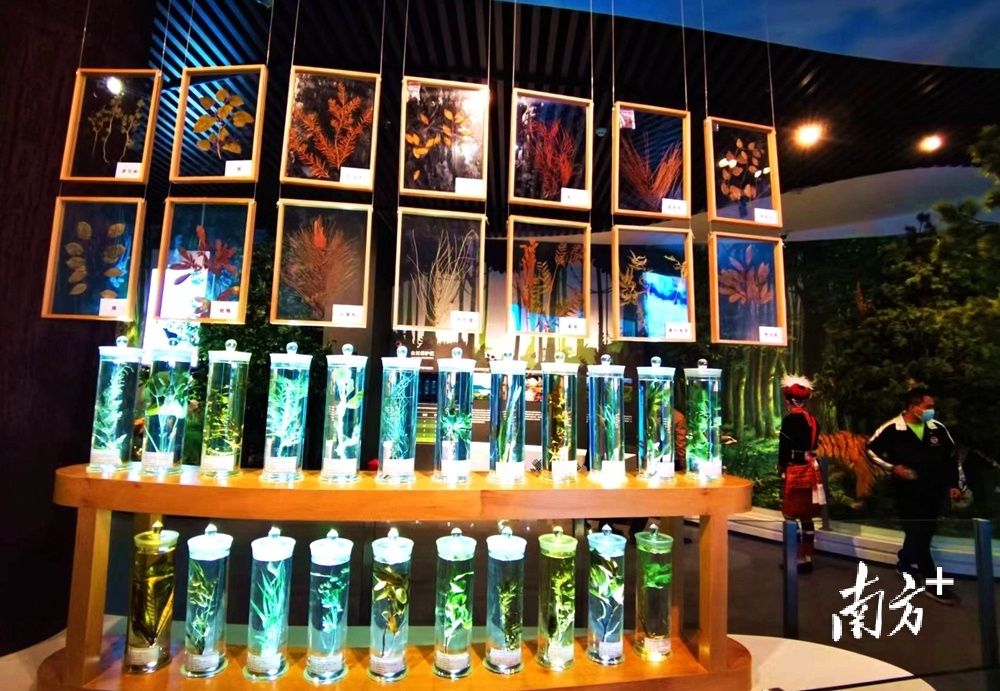 科普宣教中心的植物标本。黄津 摄