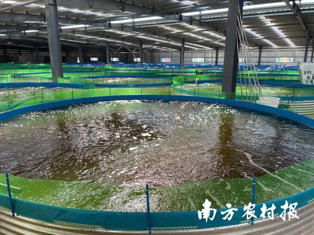 直径达到6米多的鱼池，实现循环水养殖。南方农村报 杨吉龙 拍摄