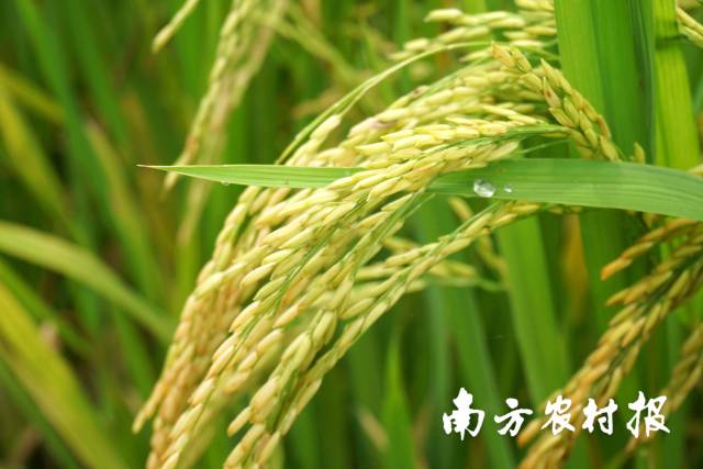 风吹稻浪，满目金黄！盛夏恩平犹如画中来