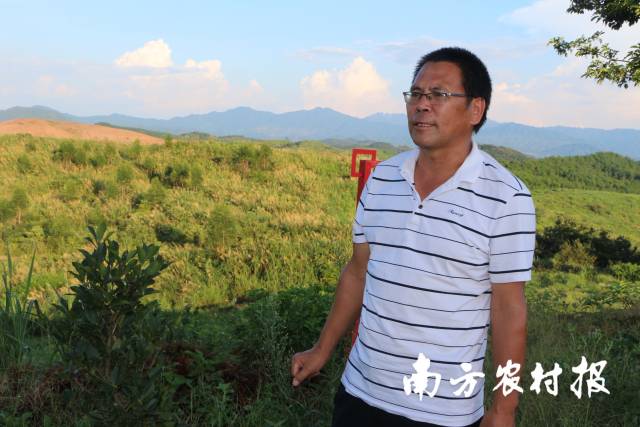 对美林公司种植基地负责人吴凯来说，科技的加持，油茶管理轻松多了。南方农村报 杨吉龙 拍摄