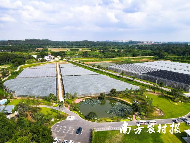 用无人机航拍产业园,百亩大棚齐齐整整,机耕路干净笔直(产业园供图) 用无人机航拍产业园,百亩大棚齐齐整整,机耕路干净笔直(产业园供图)