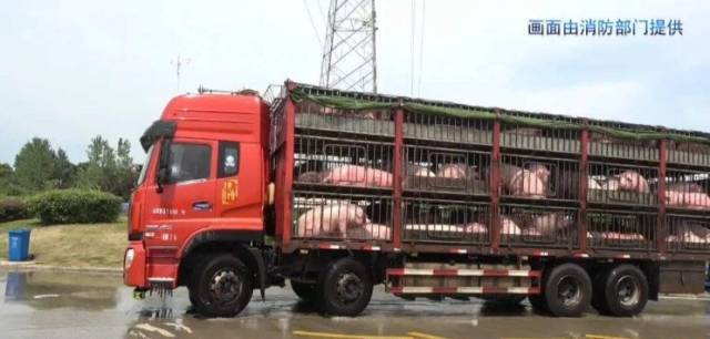 一恒温运猪车竟热死了60头猪，高温天气警惕热应激四大危害