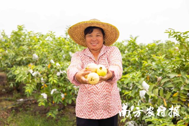 增城番石榴如今也是振兴果 增城番石榴如今也是振兴果