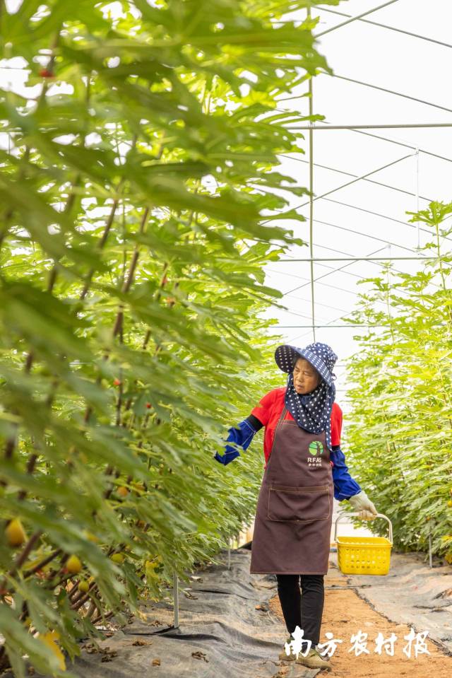 芭劳奈无花果已成为增城的水果名片 芭劳奈无花果已成为增城的水果名片