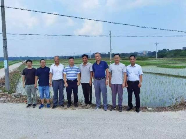 省农科院水稻所专家“把脉”茂名稻米产业