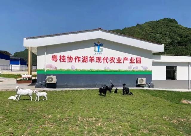 广西安欣牧业湖羊养殖基地 广西安欣牧业湖羊养殖基地