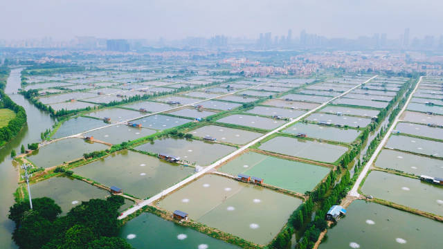 顺德区的淡水养殖鱼塘。受访者供图 顺德区的淡水养殖鱼塘。受访者供图
