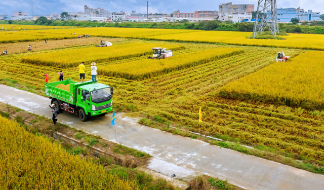 伴永康米业黄西2号种植基地  