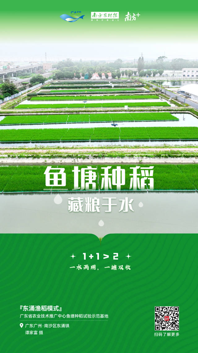 鱼塘种稻，藏粮于水，鱼跃稻香