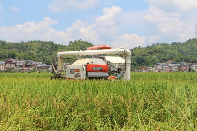 全程机械化种植，丝苗米新品种优质又高产。