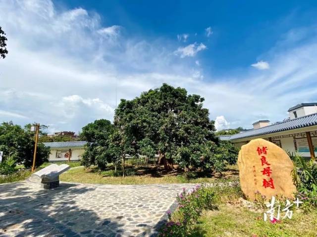 一树敢称雄！8月6日，高州储良龙眼母树采摘权拍卖，快来围观
