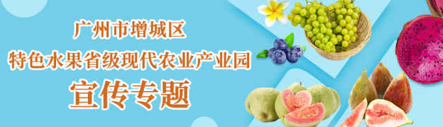 夜经济+乡村游的火爆，让广州这个地方成为年轻人打卡点