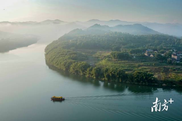 黄小华(香港)摄8月2日,肇庆市封开县贺江捕鱼忙.