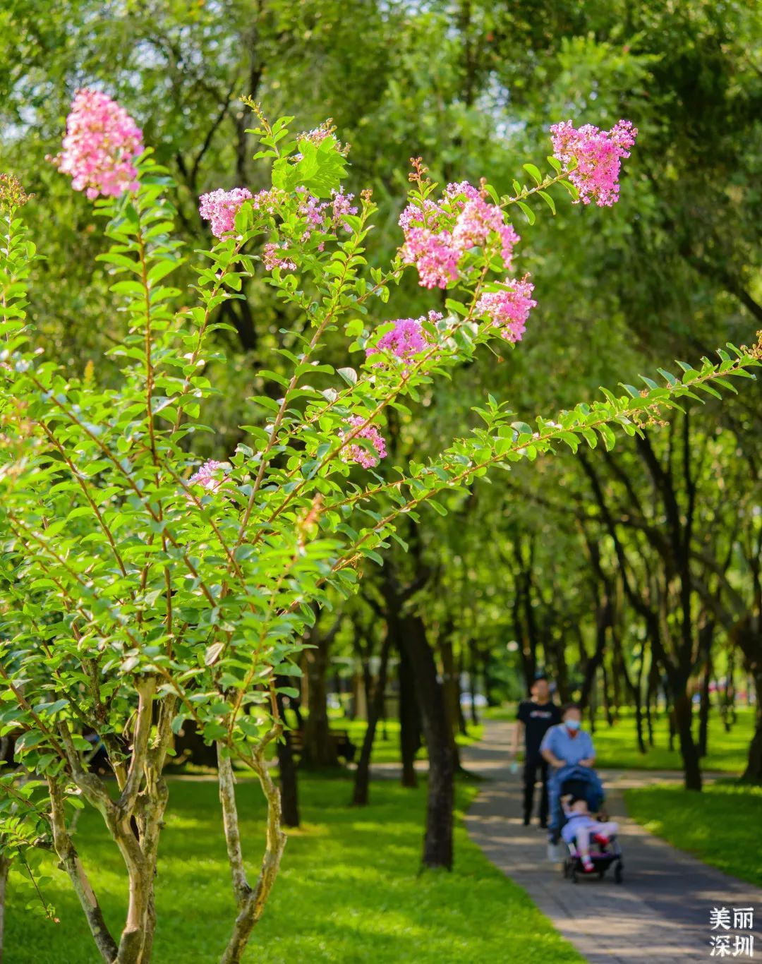 ▲莲花山公园 ▲莲花山公园